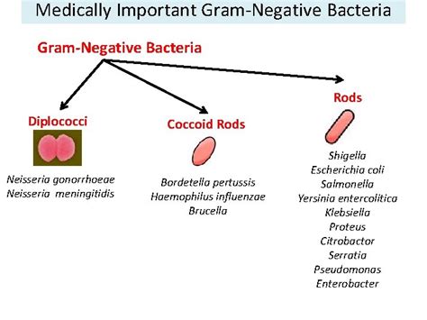 Gram Negative Bacteria Dr Mohammad Odibate Mutah University