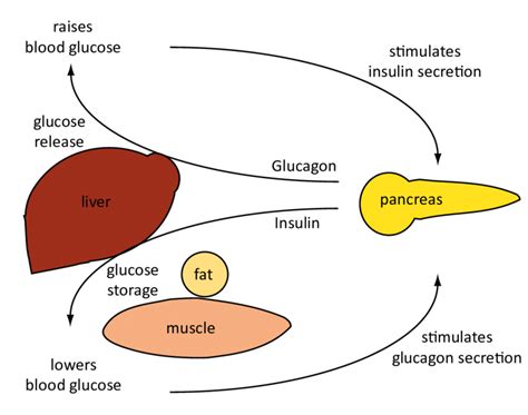 Regulation Of Blood Glucose Levels By Insulin And Glucagon When