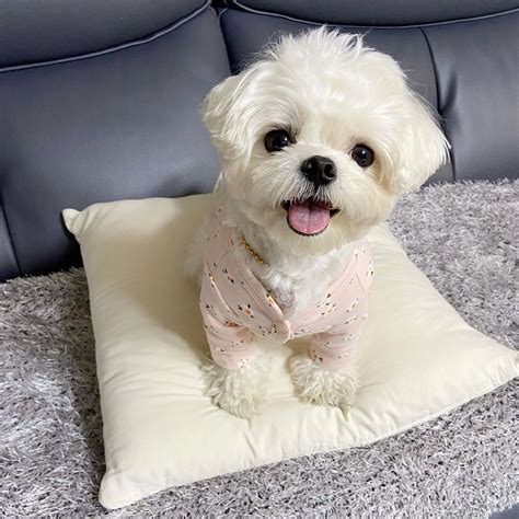 Come with one year health guarantee. Maltese Puppies For Sale | The Bronx, NY #329123 | Petzlover