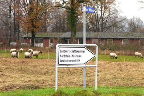 Biologie der honigbiene und artverwandte insekten. Schafzüchtervereinigung Nordrhein-Westfalen e. V. | Schafe ...