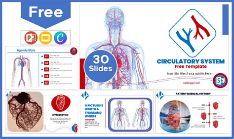 Circulatory System Template Powerpoint Templates And Google Slides