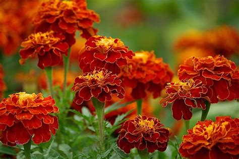 Pin on Garden