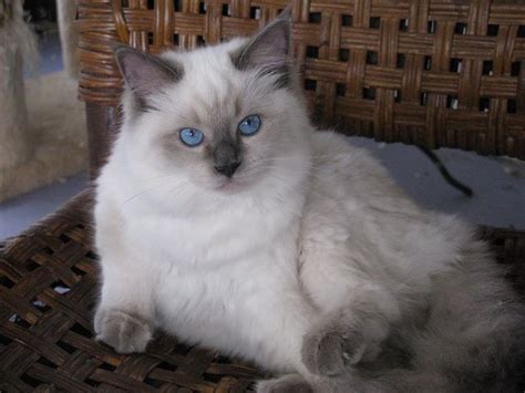 The seal ragdoll is typically the most popular ragdoll type among cat owners, with the blue one coming in close on the second position. ragdoll kittens grey with blue eyes | Cat | Pinterest ...