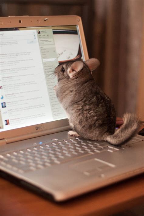 Exotic pet laws in the u.s. 87 best Chinchilla Cages images on Pinterest | Chinchillas ...