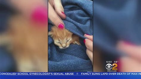 Kittens Just Days Old Rescued From Santa Ana Storm Drain Youtube