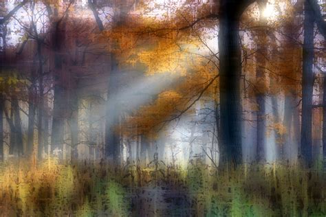 Foggy Morn In The Forest Brian Gaynor Photography
