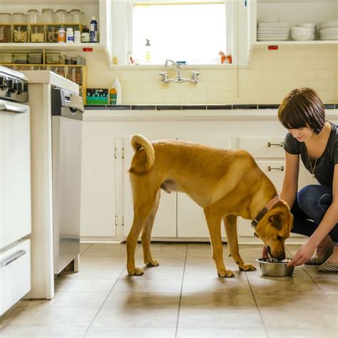 Whether you cook for your pooch once in a while or everyday, this recipe will be sure to make some tails wag. Home Cooked Recipes For Dogs With Diabetes / 10 Delicious ...