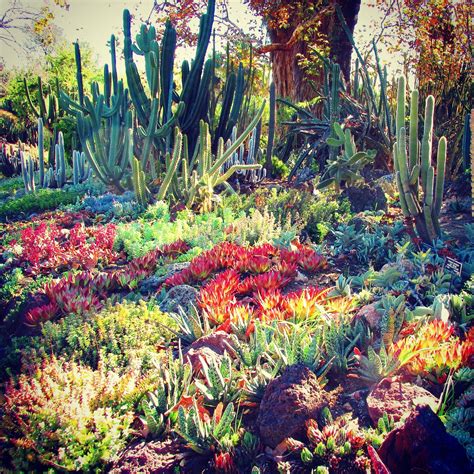 Succulent Garden In Huntington Gardens By Rotdcreations Cactus Garden
