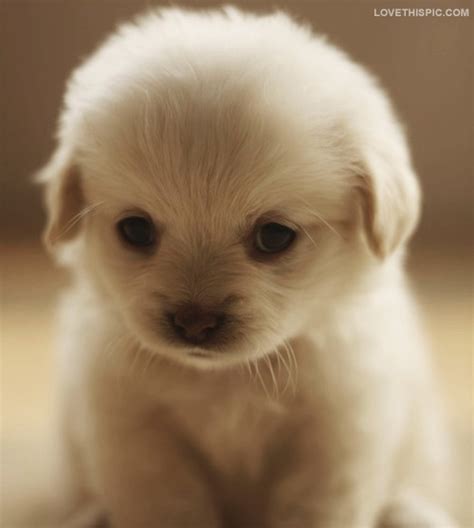 Check spelling or type a new query. Cute Fluffy Puppy Pictures, Photos, and Images for Facebook, Tumblr, Pinterest, and Twitter