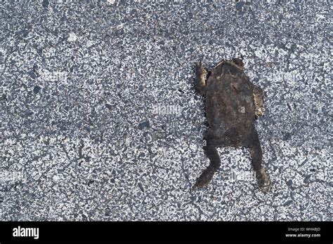 Dead Flat Toad Crushed On The Yellow Asphalt Road By Car Accident In