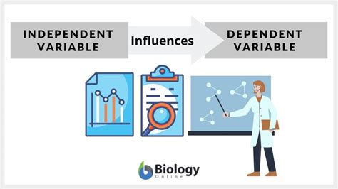 Independent variable - Definition and Examples - Biology Online Dictionary
