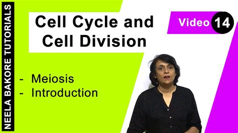Check spelling or type a new query. Cell Cycle & Cell Division - Meiosis - Introduction - YouTube