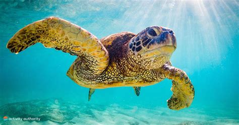 Scuba Diving Hawaii Maui Snorkeling Padi Diving Giant Sea Turtle