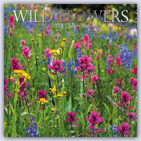 Amazon Wild Flowers Wildblumen 2023 16 Monatskalender Original