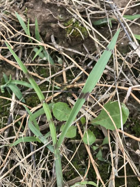 Junglericebarnyardgrass Starting To Emerge In Tennessee Ut Crops News