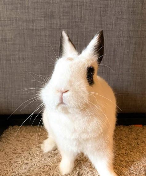 Polish Rabbit Appearance Lifespan Temperament Care Sheet