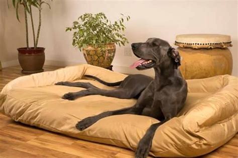 5 Best Large Dog Beds For Big Breeds Top Recommendations And Guide