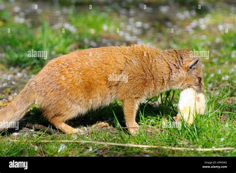 Yellow Mongoose Eating A Chick Stock Photo Alamy