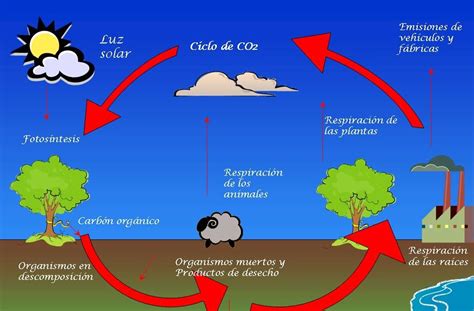 O Ciclo Biogeoquímico Do Carbono Compreende Diversos Compartimentos
