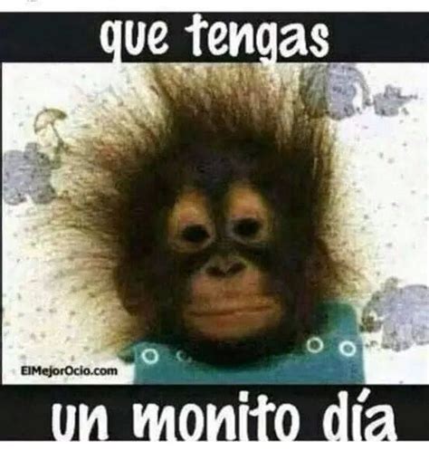 Monito Día Jokes Photos Primates Life Humor Gorilla Funny Jokes