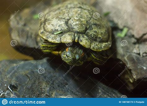 Pond Slider Is A Type Of Freshwater Turtle Stock Image Image Of