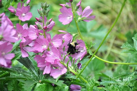 Better homes & gardens, garden design, garden magazines, horticulture magazine, landscape architecture magazine, plants, the american gardener. CHECKERMALLOW | Northwest Native Rose Checker Mallow 3 ...