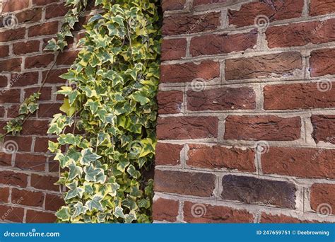 Background Image Of Ivy Growing On A Brick Wall Stock Image Image Of