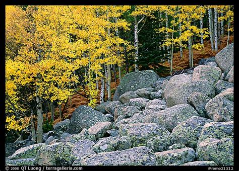 Picturephoto Boulders And Aspens With Yellow Leaves Rocky Mountain