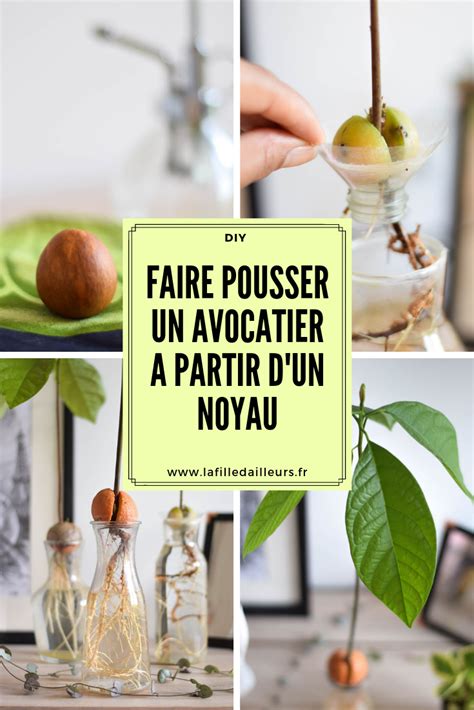 Faire Pousser Un Noyau D Avocat La Fille D Ailleurs En Avocatier En Pot Avocatier