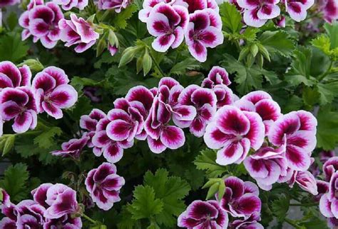 50 Tipos De Flores Para Decorar E Colorir O Seu Jardim E Sua Casa