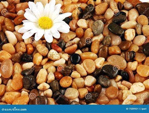 Pebbles And Flower Royalty Free Stock Photo 7509921