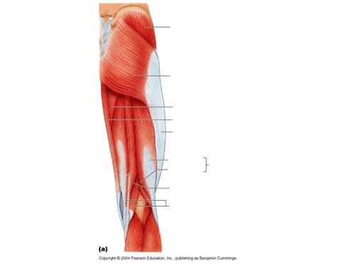 Superficial layer right side, anterior view. posterior muscles of right hip/thigh