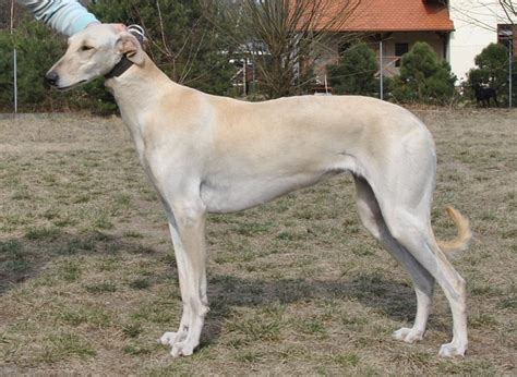 The film is based on the 1955 novel the good shepherd by c. Polish Greyhound (Chart Polski)Info, History, Temperament ...