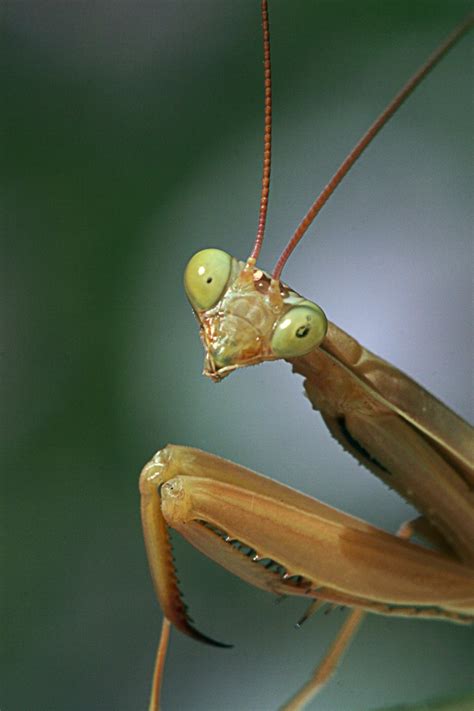 As its name suggests, it is native to europe but it is also native to parts of asia and africa as well. praying mantis | Science Buzz