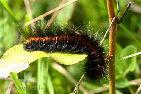 Caterpillar Caterpillars Of Most Species Are Herbivorous But Not All