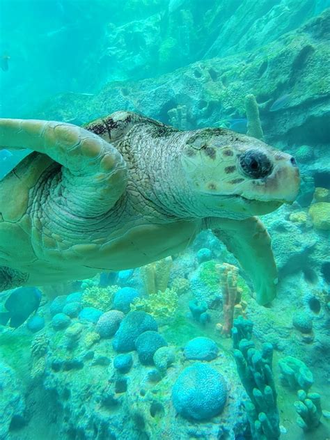 Sea Turtle Seaworld Aquarium By Rick Georges