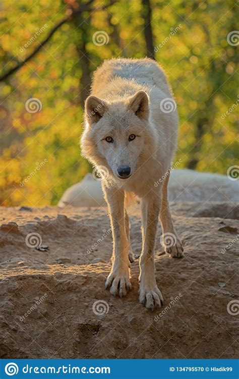 Arctic Wolf Canis Lupus Arctos Stock Photo Image Of Wildlife Lupus