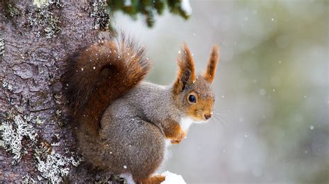 Wallpaper Squirrel Cute Animals Winter 5k Animals 17350