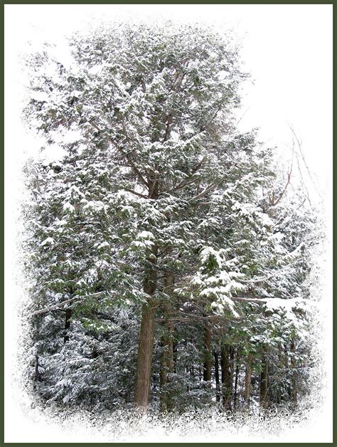 A Single Snow Covered Evergreen Pine Tree Framed In The Canadian