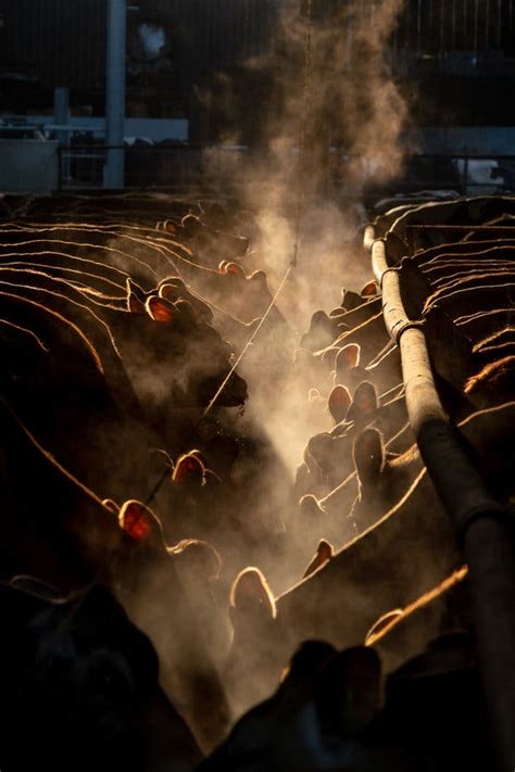 The Business Of Burps Scientists Smell Profit In Cow Emissions The