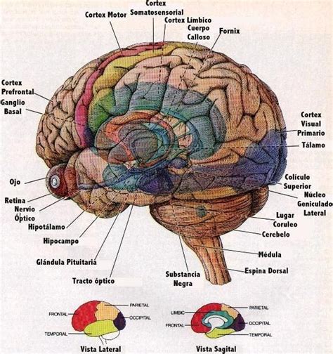Cerebro Humano Y Sus Partes Cerebro Humano Anatomia Del Cerebro