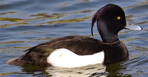 Bird Of The Day Tufted Duck