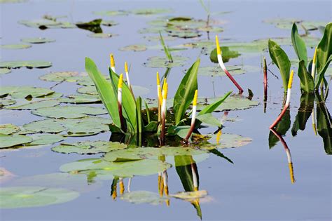 Best Pond Plants Bbc Gardeners World Magazine 55 Off