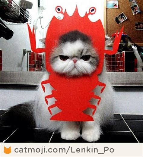 Im A Lobster Cat Abuse Cute Animals Cats