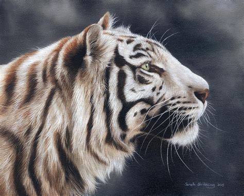 White Tiger By Sarah Stribbling Tiger Painting Wildlife Art Tiger Art