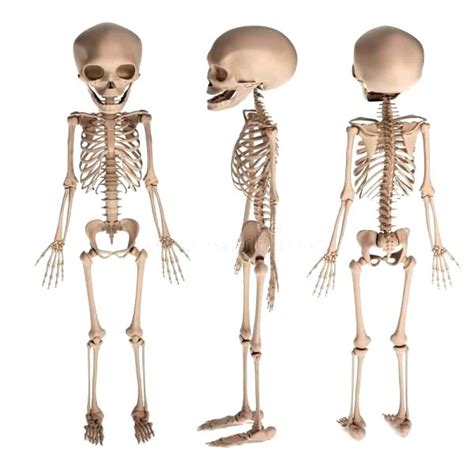 Cuántos huesos tiene un recién nacido Esqueleto humano