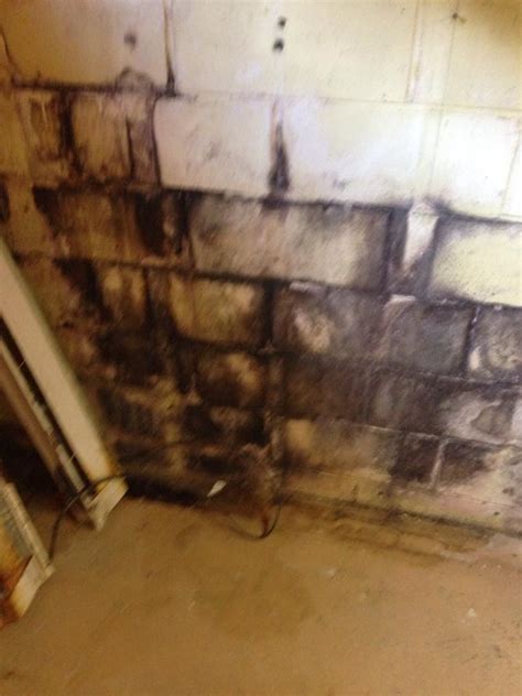 And increased amounts of water in the ground and foundation have caused that. How to Find Black Mold in your Home or Business