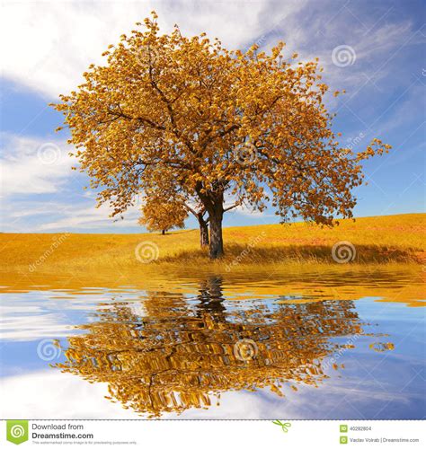 Lonely Beautiful Autumn Tree Stock Photo Image Of Lonely Autumn