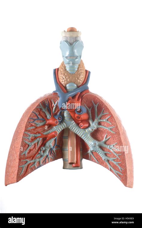 Anatomical Model Of The Lungs Stock Photo Alamy