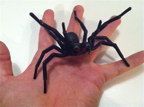 Medium or large in size, their poison can be severely. Male Sydney Funnel Web Spider | This is obviously one of ...